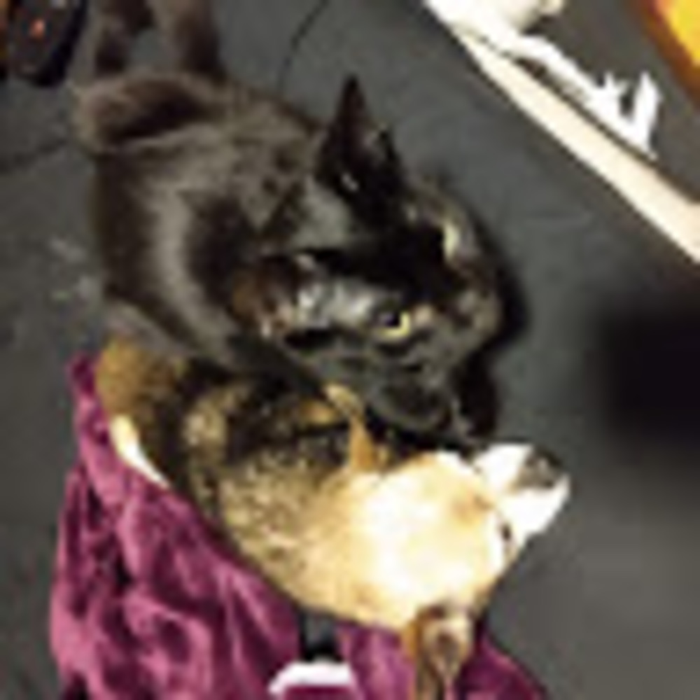 Meet your Posher, Emilia